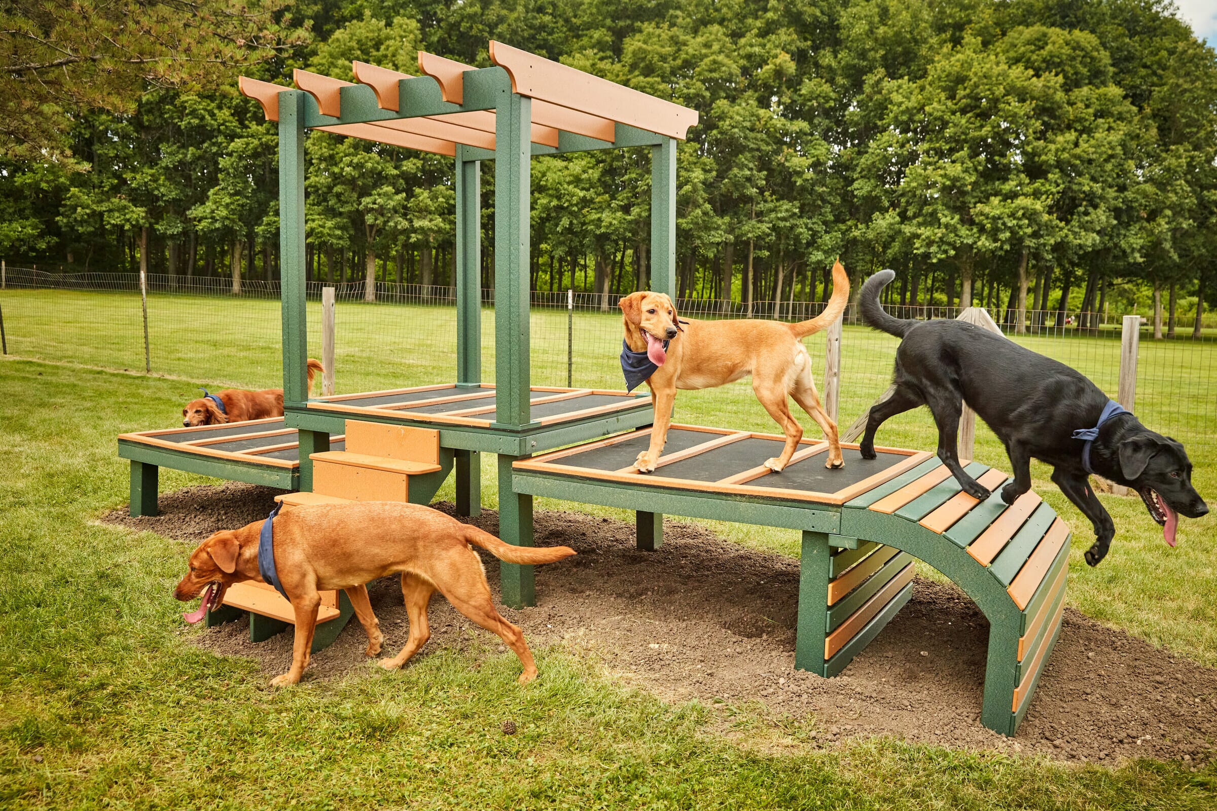 Canine Castle