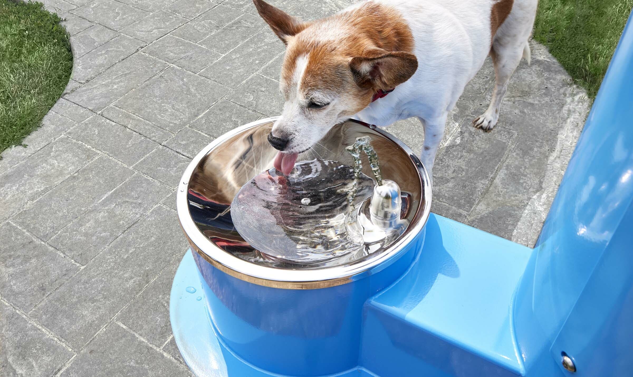 Best outdoor water bowl for dogs best sale