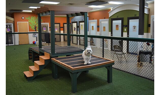 Home Pet Resort Home Away From Home Doggie Daycare K9 Playland K9