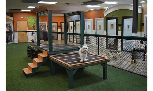 Home Pet Resort Home Away From Home Doggie Daycare K9 Playland K9