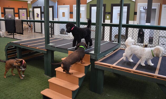 red dog daycare canine spa pet hotel