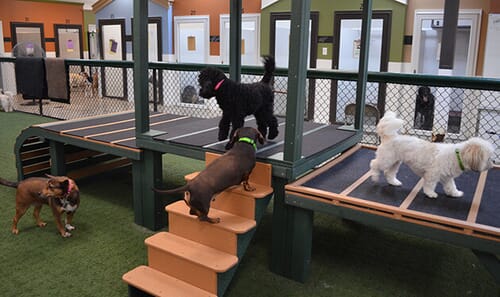 Dog Training Play All Day Doggie Daycare 1997 Doggie Day Care Dog