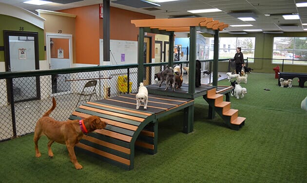 Canine Castle KDP2000-CD/GN Recycled Plastic Canine Castle